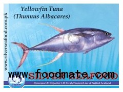 Yellow fin Tuna (Thunnus Albacares)