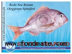 Red Sea Bream (Argyrops Spinifer)