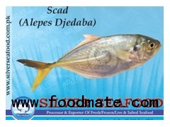 Scad  (Alepes Djedaba)