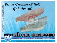 Silver Croaker (Johnius Sp)