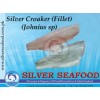 Silver Croaker (Johnius Sp)