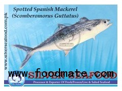 Spotted Spanish Mackerel (Scomberomorus Guttatus)