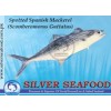 Spotted Spanish Mackerel (Scomberomorus Guttatus)