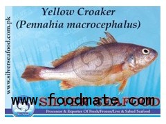 Yellow Croaker (Pennahia macrocephalus)
