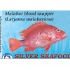 Malabar blood snapper (Lutjanus malabaricus)