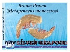 Brown Prawn (Metapenaeus monoceros)