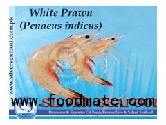 White Prawn (Penaeus Indicus)