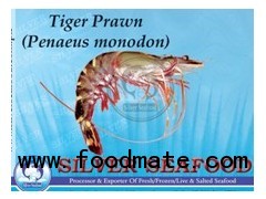 Tiger Prawn (Penaeus monodon)