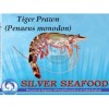 Tiger Prawn (Penaeus monodon)