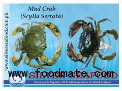Mud Crab (Scylla Serrata)
