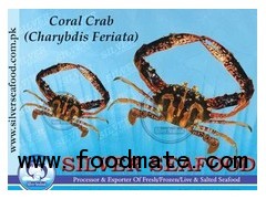 Coral Crab (Charybdis Feriata)