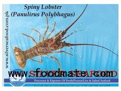 Spiny Lobster (Panulirus Polybhagus)