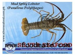 Sell Mud Spiny Lobster (Panulirus Polyhagus)