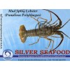 Sell Mud Spiny Lobster (Panulirus Polyhagus)