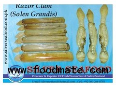 Razor Clam (Solen Grandis)
