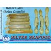 Razor Clam (Solen Grandis)