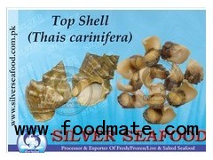 Top Shell,Star Shell (Thais Carinifera)