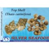 Top Shell,Star Shell (Thais Carinifera)