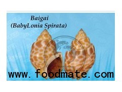 Baigai (Babylonia Spirata)