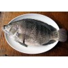 Frozen Tilapia Whole round