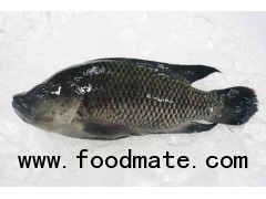 Frozen Black Tilapia Whole round