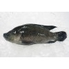 Frozen Black Tilapia Whole round