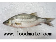 Frozen Striped Bass Whole round