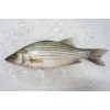 Frozen Striped Bass Whole round