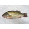Frozen Large-mouth Bass Whole round