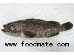 Frozen Grouper Whole round