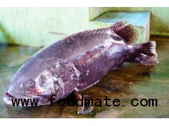 Frozen Giant Grouper Whole round/ fillet