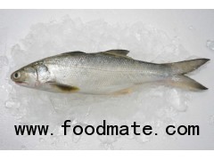 Frozen Five Rayed Threadfin