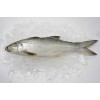 Frozen Five Rayed Threadfin