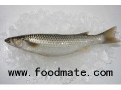 Frozen Grey Mullet (Chelon affinis)  Whole round