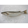 Frozen Grey Mullet (Chelon affinis)  Whole round
