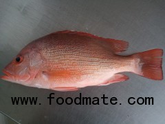 Frozen Red Striped Snapper