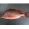 Frozen Red Striped Snapper