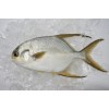 Frozen Sunbnose Pompano