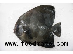 Frozen Orbicular batfish (Platax orbicularis)