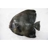 Frozen Orbicular batfish (Platax orbicularis)