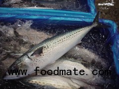 Frozen Blue mackerel (Scomber australasicus)