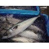 Frozen Blue mackerel (Scomber australasicus)