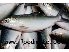 Frozen Milk fish Whole round