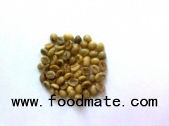 Buon Me Thuot wet polished Robusta green coffee beans, Grade 1, Screen 18