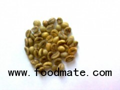 Buon Me Thuot wet polished Robusta green coffee beans, Grade 1, Screen 16