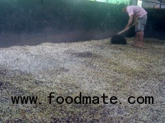 Da Lat washed Arabica green coffee beans