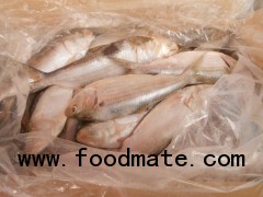 Frozen Sardine fish W.R