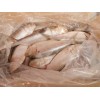 Frozen Sardine fish W.R