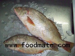 Whole Round White Croaker