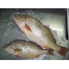 Whole Round White Croaker